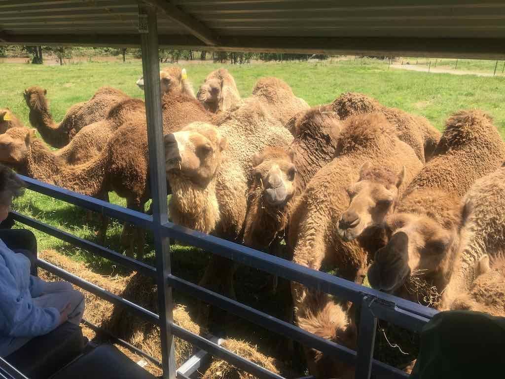 PDT Camel Farm - November 2022 Image -63632a65a35b0